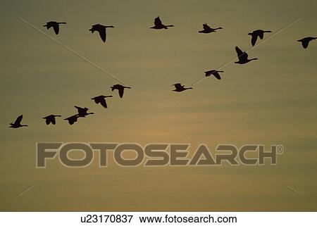 formation, washington, flying, birds, sky, seattle View Large Photo Image Stock Photo - formation, washington, flying, birds, sky, seattle. Fotosearch