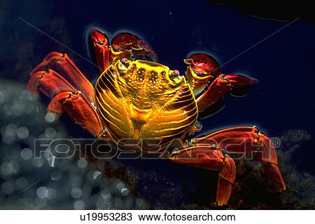 Stock Image - galapagos, gold, crab, lightfoot, sally, red. Fotosearch