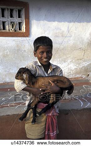 goat, person, holding, boy, india, people View Large Photo Image Stock Photograph - goat, person, holding, boy, india, people. Fotosearch