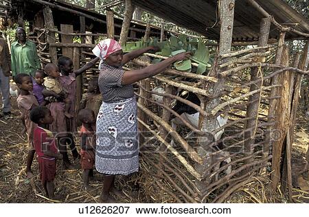 Stock Photo - goats, people, feeding, kenya, person, woman. Fotosearch