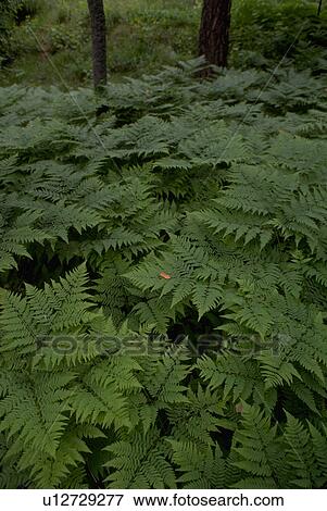green, dense, aquilinum, pteridium, bracken, flora View Large Photo Image Stock Photo - green, dense, aquilinum, pteridium, bracken, flora. Fotosearch