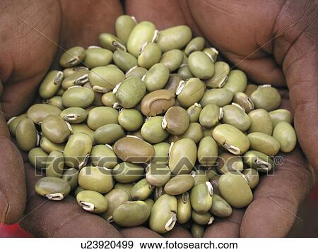 green, pattern, zambia, person, nature, people View Large Photo Image Stock Photo - green, pattern, zambia, person, nature, people. Fotosearch