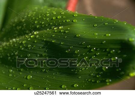 green, raindrops, glossy, deep, adorn, flora View Large Photo Image Stock Image - green, raindrops, glossy, deep, adorn, flora. Fotosearch