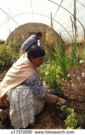 greenhouse, elderly, bolivia, female, woman, 3655 View Large Photo Image Stock Image - greenhouse, elderly, bolivia, female, woman, 3655. Fotosearch