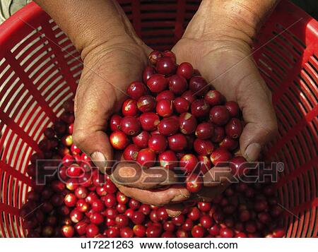 guatemala, pattern, person, coffee, nature, people View Large Photo Image Stock Image - guatemala, pattern, person, coffee, nature, people. Fotosearch
