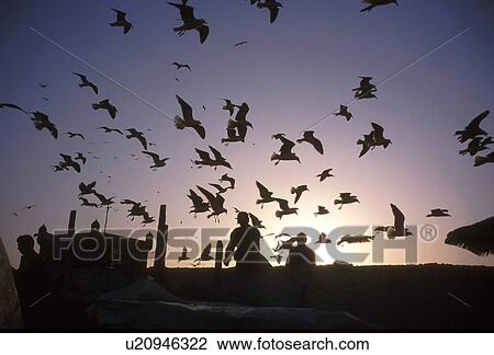 Stock Image - gulls, person, sea, morocco, 4330, people. Fotosearch
