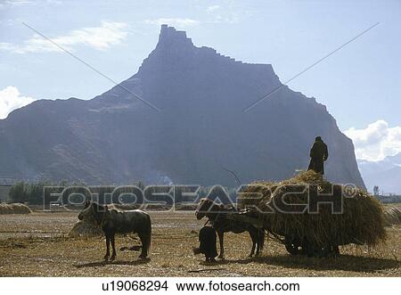 gyantse, tibet, barley, harvesting, china, 3628 View Large Photo Image Picture - gyantse, tibet, barley, harvesting, china, 3628. Fotosearch
