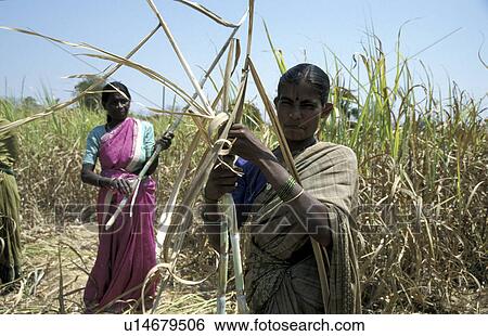 harvest, person, cane, sugar, india, people View Large Photo Image Stock Photograph - harvest, person, cane, sugar, india, people. Fotosearch