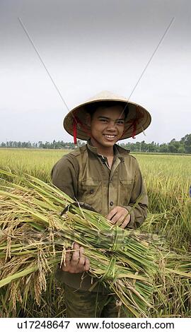 Stock Photo - harvest, person, rice, farmer, vietnam, people. Fotosearch