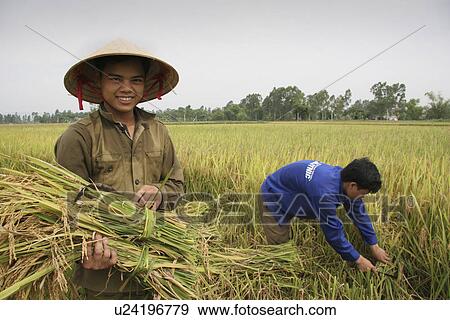 harvest, person, rice, farmer, vietnam, people View Large Photo Image Stock Photo - harvest, person, rice, farmer, vietnam, people. Fotosearch