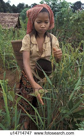 harvesting, person, 14, veudhveudh, cambodia, people View Large Photo Image Stock Photo - harvesting, person, 14, veudhveudh, cambodia, people. Fotosearch
