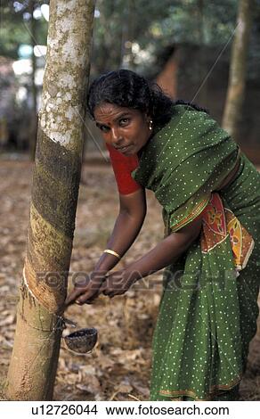 harvesting, person, farmer, rubber, india, people View Large Photo Image Picture - harvesting, person, farmer, rubber, india, people. Fotosearch