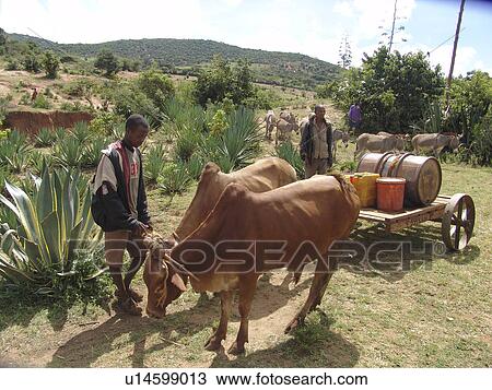 Stock Image - hauling, people, oxen, tanzania, person, water. Fotosearch