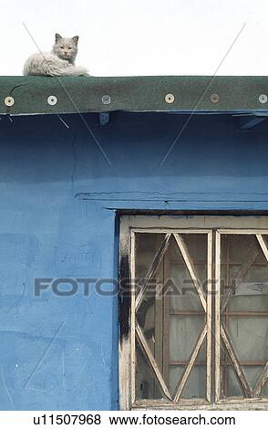 hispanic, cat, mexico View Large Photo Image Stock Photo - hispanic, cat, mexico. Fotosearch