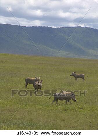 hogs, nature, wart, tanzania, person, people View Large Photo Image Stock Photography - hogs, nature, wart, tanzania, person, people. Fotosearch