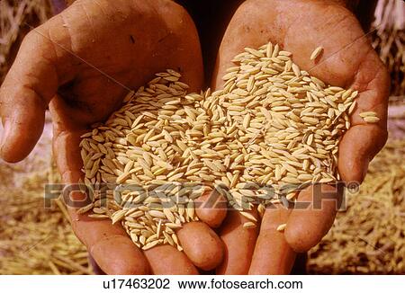 Stock Image - holding, people, hands, 3518, person, food. Fotosearch