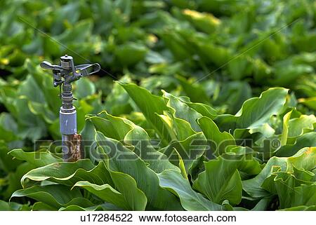 irrigation, nature, leaves, head, sprinkler, water View Large Photo Image Stock Image - irrigation, nature, leaves, head, sprinkler, water. Fotosearch