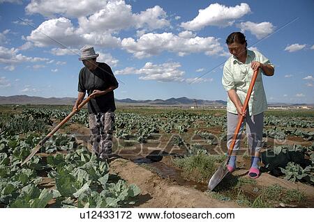 irrigation, person, vegetables, growing, mongolia, people View Large Photo Image Stock Image - irrigation, person, vegetables, growing, mongolia, people. Fotosearch