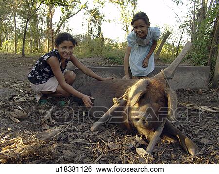 jalapa, person, pig, girls, nicaragua, people View Large Photo Image Stock Photograph - jalapa, person, pig, girls, nicaragua, people. Fotosearch