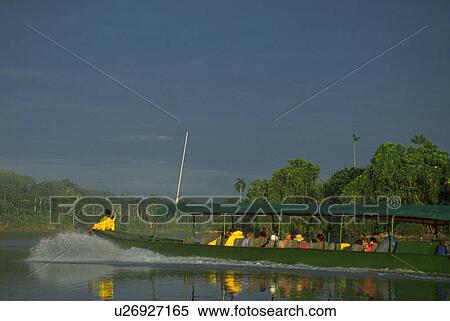 Stock Photography - jungle, rain, trees, ecuador, forest, amazon. Fotosearch