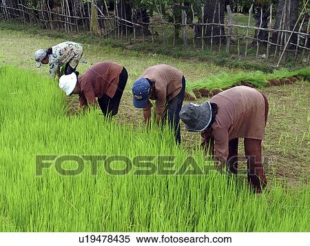 Stock Photography - kampong, person, rice, planting, cambodia, people. Fotosearch