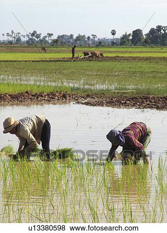 kampong, person, rice, transplanting, cambodia, people View Large Photo Image Stock Photo - kampong, person, rice, transplanting, cambodia, people. Fotosearch