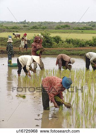 kampong, person, rice, transplanting, cambodia, people View Large Photo Image Stock Photo - kampong, person, rice, transplanting, cambodia, people. Fotosearch