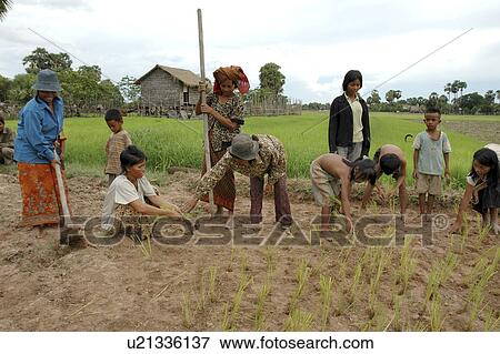 kampong, person, rice, transplanting, cambodia, people View Large Photo Image Stock Photo - kampong, person, rice, transplanting, cambodia, people. Fotosearch