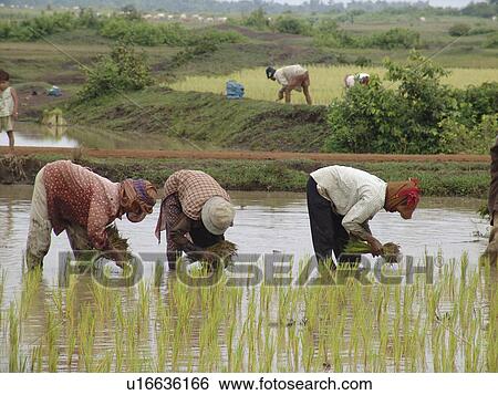 kampong, person, rice, transplanting, cambodia, people View Large Photo Image Stock Photograph - kampong, person, rice, transplanting, cambodia, people. Fotosearch