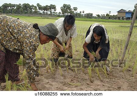 kampong, person, rice, transplanting, cambodia, people View Large Photo Image Stock Photography - kampong, person, rice, transplanting, cambodia, people. Fotosearch