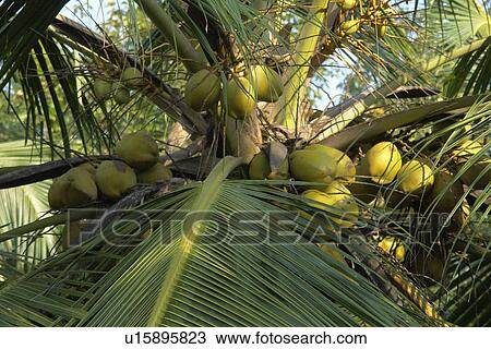 Stock Image - kerala, nature, coconuts, india, texture, pattern. Fotosearch