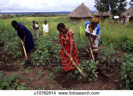 land, tanzania, cultivating, farming, family, 3761 View Large Photo Image Picture - land, tanzania, cultivating, farming, family, 3761. Fotosearch