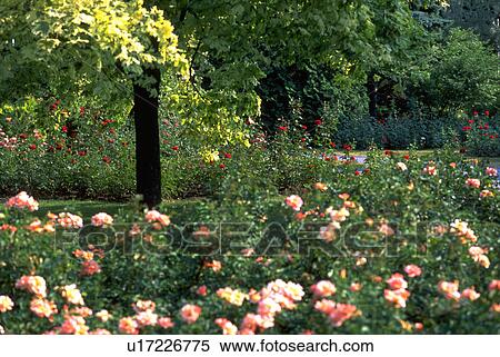 Stock Photography - landscape, roses, canada, montreal, park, flowers. Fotosearch