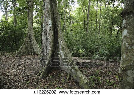 latin, detail, tikal, vegetation, jungle, guatemala View Large Photo Image Stock Image - latin, detail, tikal, vegetation, jungle, guatemala. Fotosearch