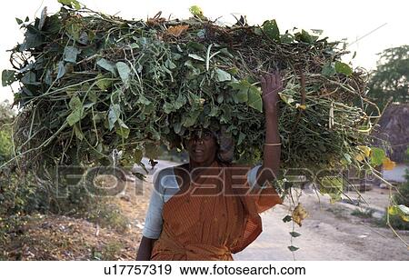 Stock Photo - leaves, people, carrying, india, person, woman. Fotosearch