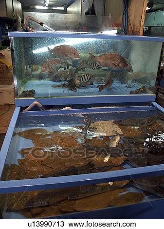 Stock Image - live, people, korea, fish, person, food. Fotosearch