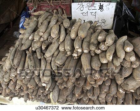 lotus, pattern, korea, person, nature, people View Large Photo Image Stock Image - lotus, pattern, korea, person, nature, people. Fotosearch