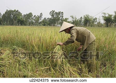 mai, person, rice, harvesting, vietnam, people View Large Photo Image Stock Photography - mai, person, rice, harvesting, vietnam, people. Fotosearch