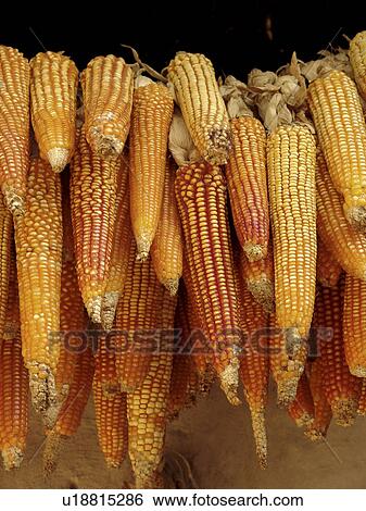 Stock Photograph - maize, pattern, honduras, person, nature, people. Fotosearch