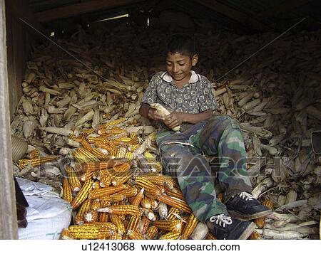 maize, person, removing, boy, honduras, people View Large Photo Image Stock Photo - maize, person, removing, boy, honduras, people. Fotosearch
