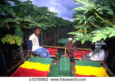 men, group, jamaica, truck, pickers, fruit View Large Photo Image Stock Image - men, group, jamaica, truck, pickers, fruit. Fotosearch