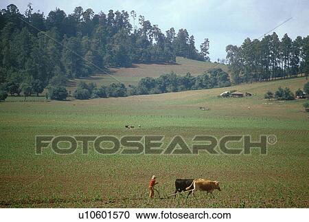 michoacan, mexico, landscape, farming, hispanic, 3732 View Large Photo Image Stock Image - michoacan, mexico, landscape, farming, hispanic, 3732. Fotosearch