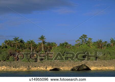 Stock Photograph - mindanao, formation, dakak, trees, palm, coral. Fotosearch