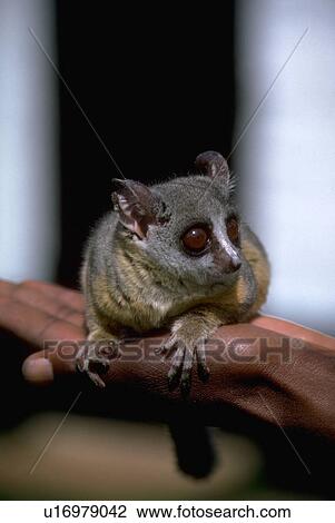 monkey, kenya, senegalensis, galago, baby View Large Photo Image Stock Image - monkey, kenya, senegalensis, galago, baby. Fotosearch