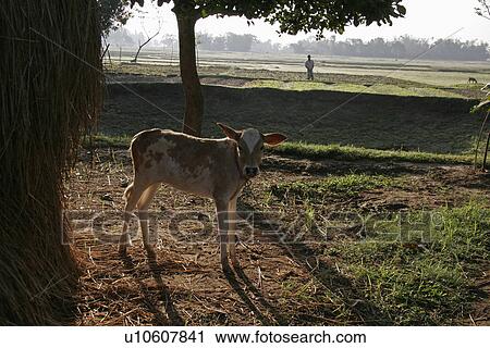 morning, person, early, calf, bangladesh, people View Large Photo Image Stock Image - morning, person, early, calf, bangladesh, people. Fotosearch