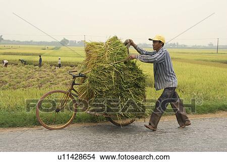 nam, person, harvest, rice, vietnam, people View Large Photo Image Picture - nam, person, harvest, rice, vietnam, people. Fotosearch