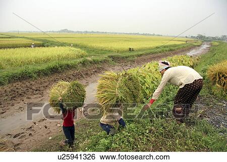 Stock Photograph - nam, person, harvest, rice, vietnam, people. Fotosearch