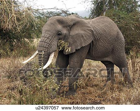 Stock Photo - national, person, ngorongoro, elephant, tanzania, people. Fotosearch