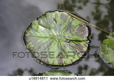 Stock Image - nature, lotus, thailand, leaf, pattern. Fotosearch