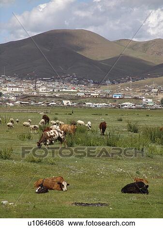 new, person, grazing, cows, mongolia, people View Large Photo Image Stock Photo - new, person, grazing, cows, mongolia, people. Fotosearch